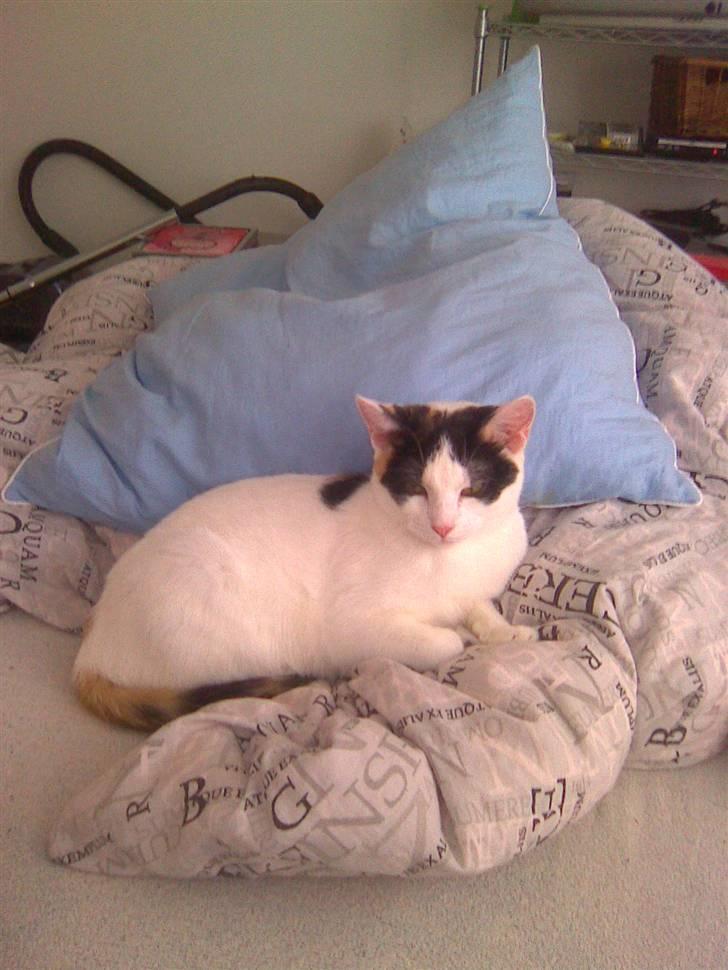 Huskat misser væk  billede 6