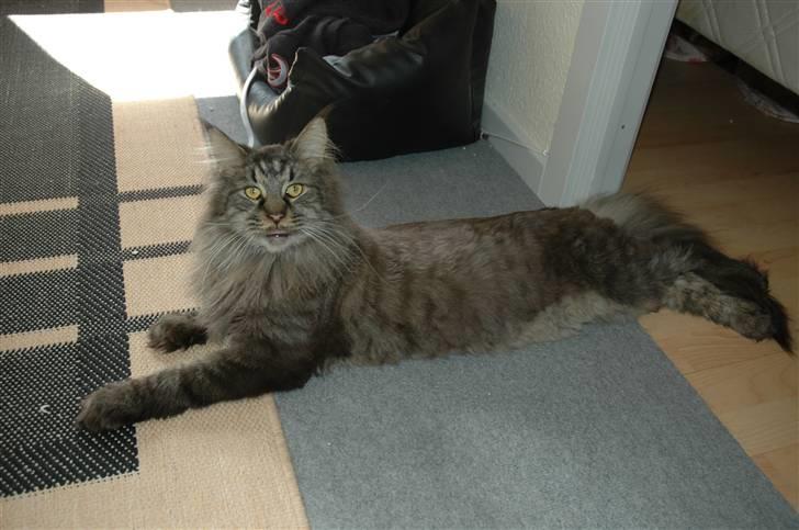 Maine Coon Dk Fribanikos´ Quigley billede 1