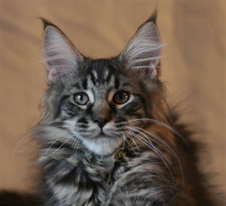 Maine Coon Dk Fribanikos´ Quigley billede 2
