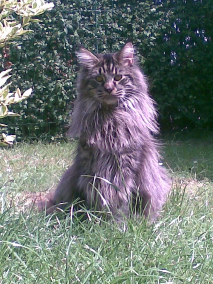 Maine Coon Dk Fribanikos´ Quigley billede 3