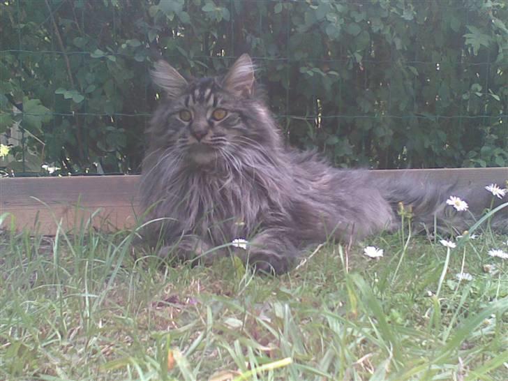 Maine Coon Dk Fribanikos´ Quigley billede 4