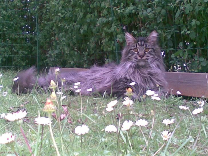 Maine Coon Dk Fribanikos´ Quigley billede 5