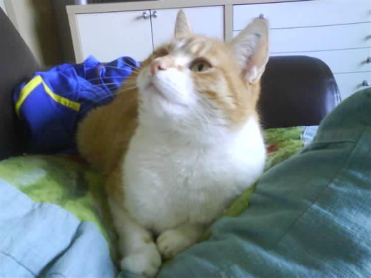 Huskat Max - har du noget ?  billede 11