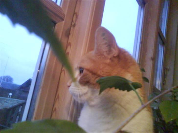 Huskat Max - Max i vindueskarmen billede 12