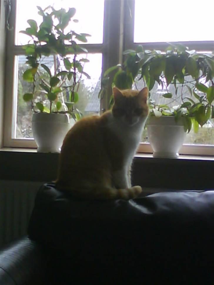 Huskat Max - på sofakanten : ) billede 13