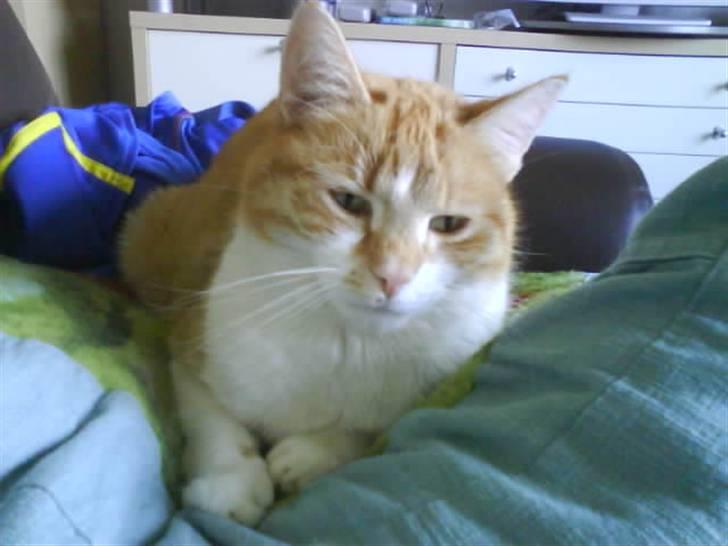 Huskat Max - Max hygger i puderne billede 14