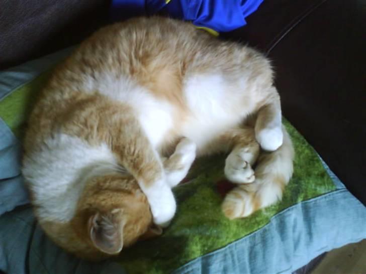 Huskat Max - Zzzz.... billede 15