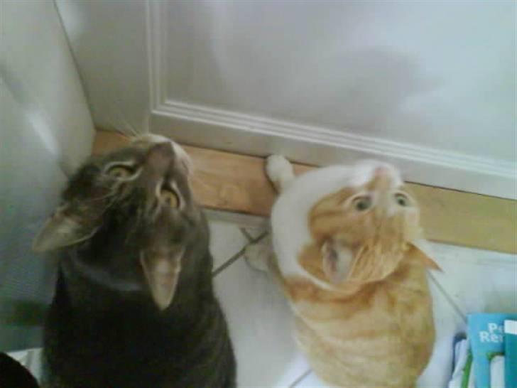 Huskat Max - De er goé venner, Max og Charlie billede 16