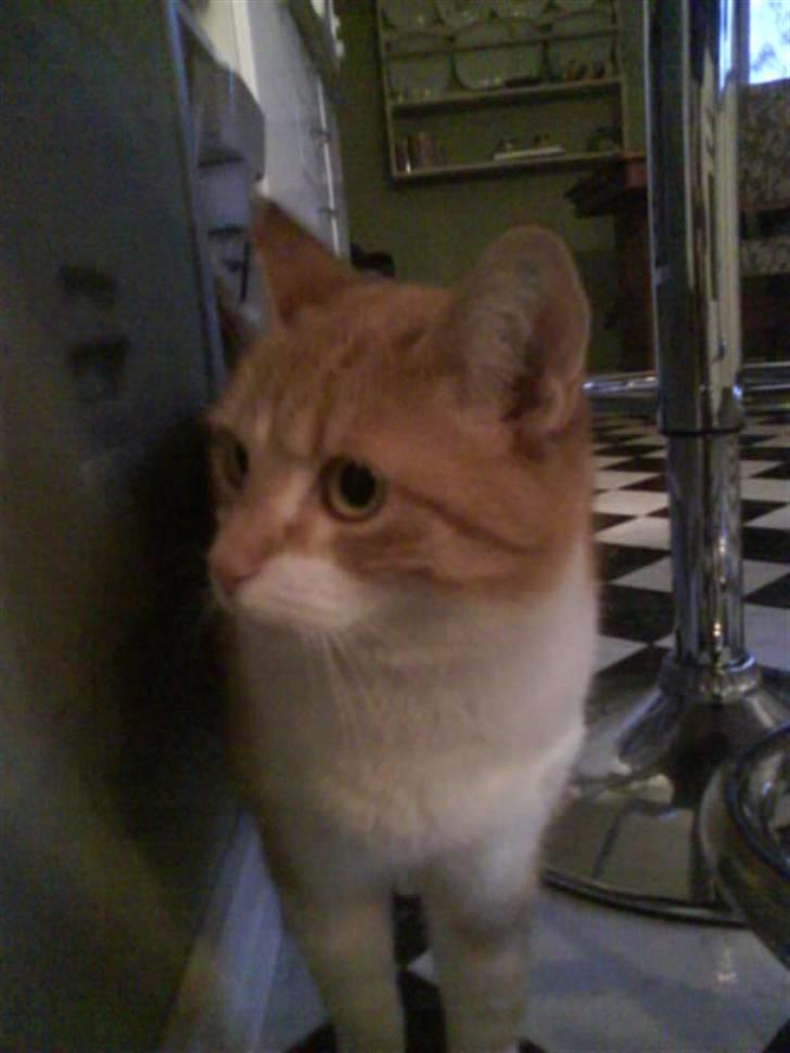 Huskat Max billede 17