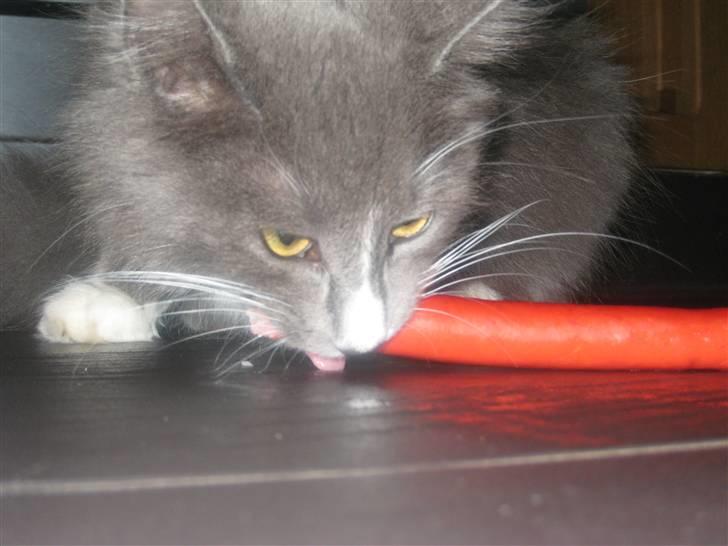 Maine Coon Nynne  billede 8