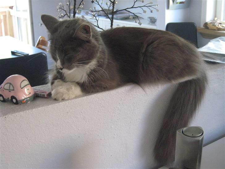 Maine Coon Nynne  billede 9