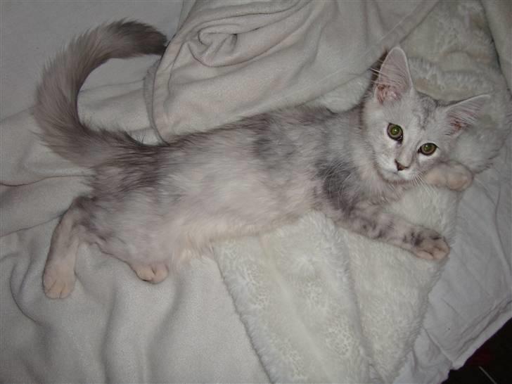 Maine Coon Lady Marion [SOLGT] billede 1