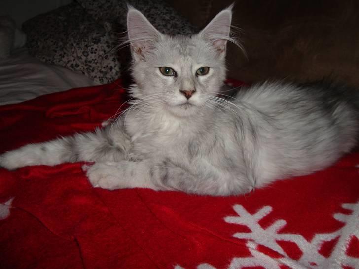 Maine Coon Lady Marion [SOLGT] - Jeg erklærer hermed denne plaid for min ejendom billede 2