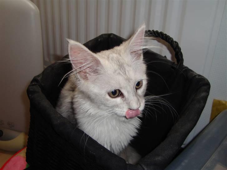 Maine Coon Lady Marion [SOLGT] - I skal ikke bruge denne her kurv mere vel ? billede 3