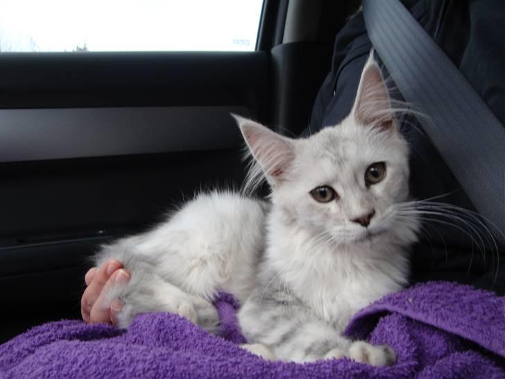 Maine Coon Lady Marion [SOLGT] - Lady på vej hjem til os i bilen billede 4