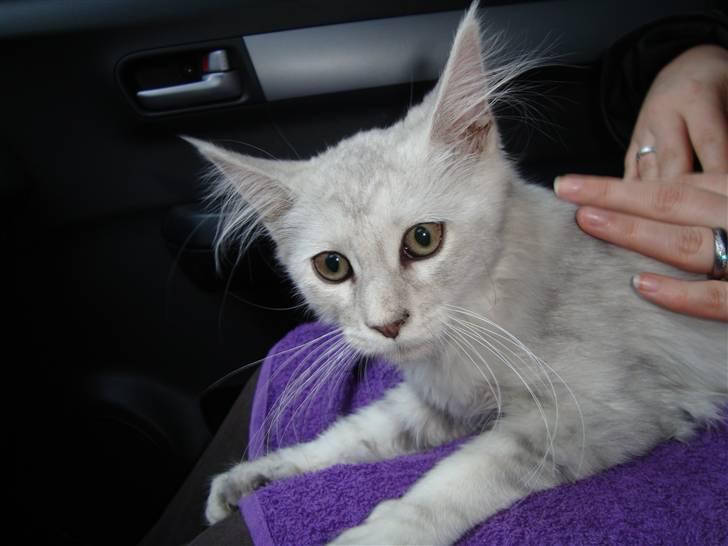 Maine Coon Lady Marion [SOLGT] - "uhh, er vi der ikke snart ?" billede 5