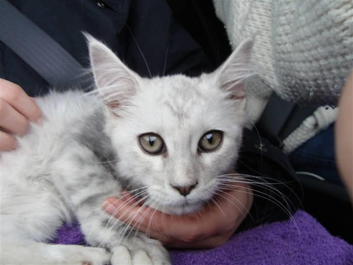 Maine Coon Lady Marion [SOLGT] - "hvis jeg stirre febrilsk så stopper de nok" billede 6