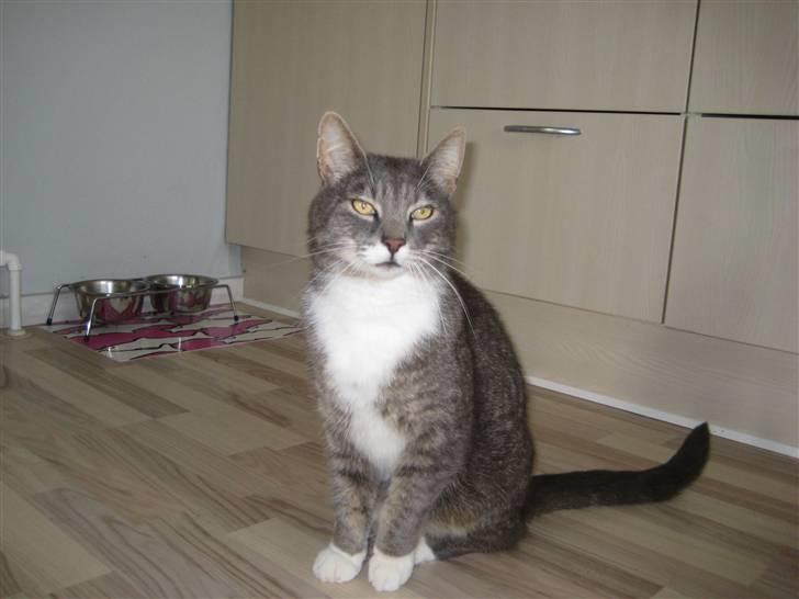 Blanding af racer Nuser billede 2