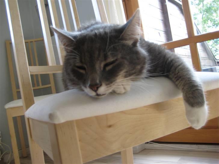 Blanding af racer Nuser billede 5