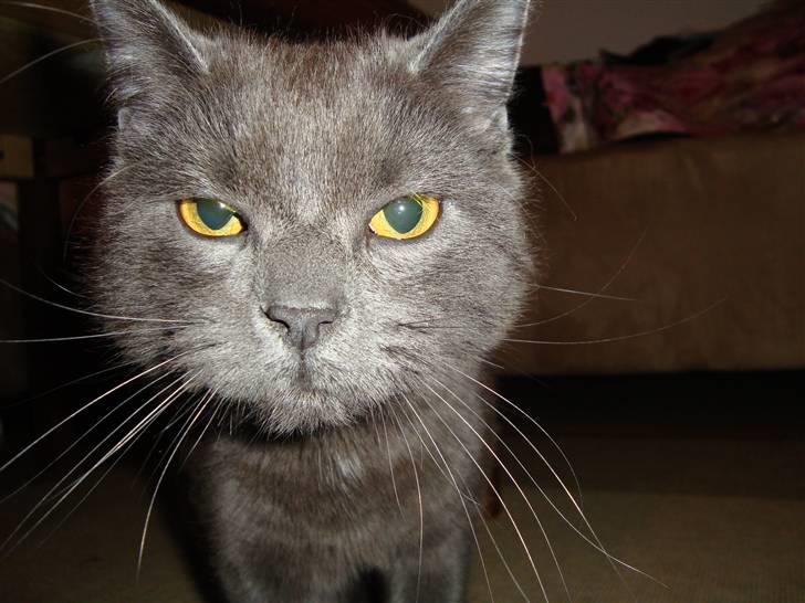 Huskat Morfeus - Morfeus d. 23-03-09 billede 10