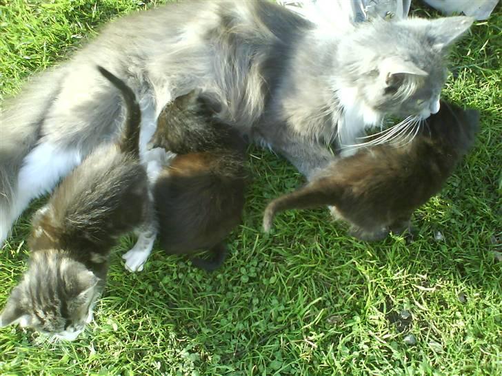 Maine Coon Nynne  billede 10