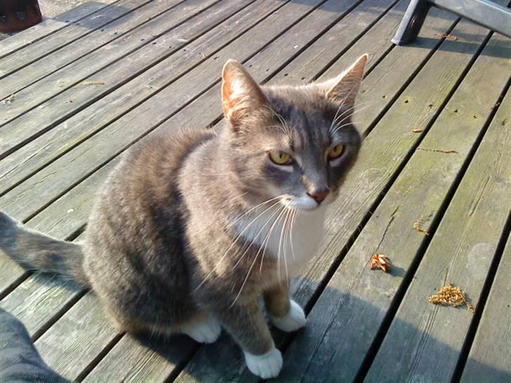 Blanding af racer Nuser billede 8