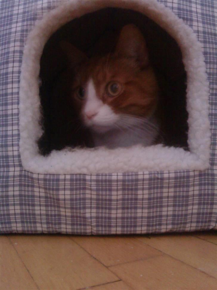 Huskat Tarzan - MIN HULE billede 6