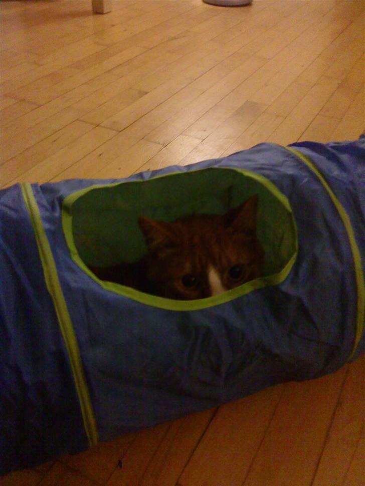 Huskat Tarzan - tra la la billede 7