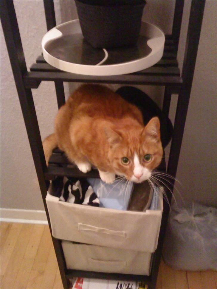 Huskat Tarzan - hvornår går du mor så jeg kan lave ballade billede 8