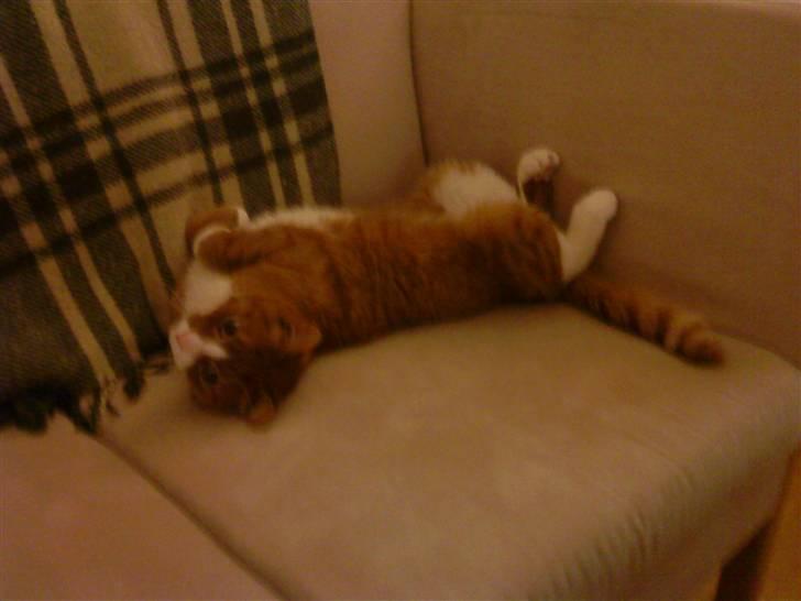 Huskat Tarzan - er jeg ikke dejlig :) billede 9