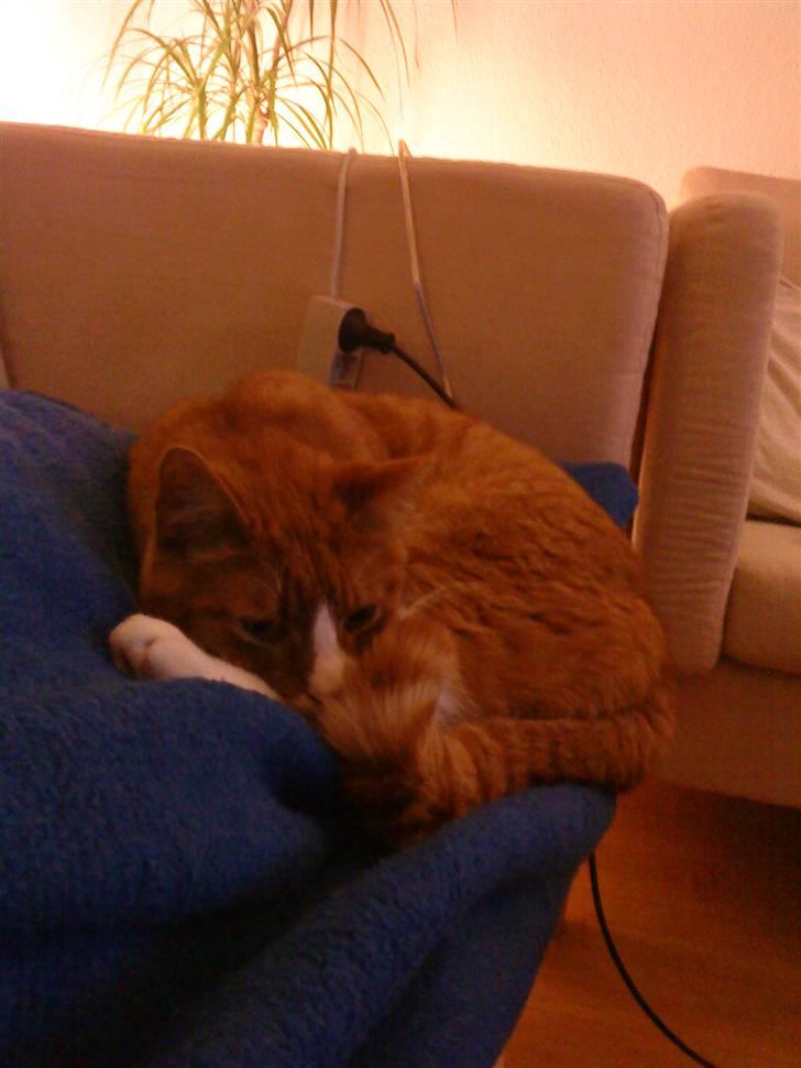 Huskat Tarzan - hay jeg sover billede 10