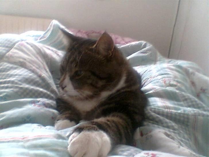 Blanding af racer Oskar (DØD) billede 2