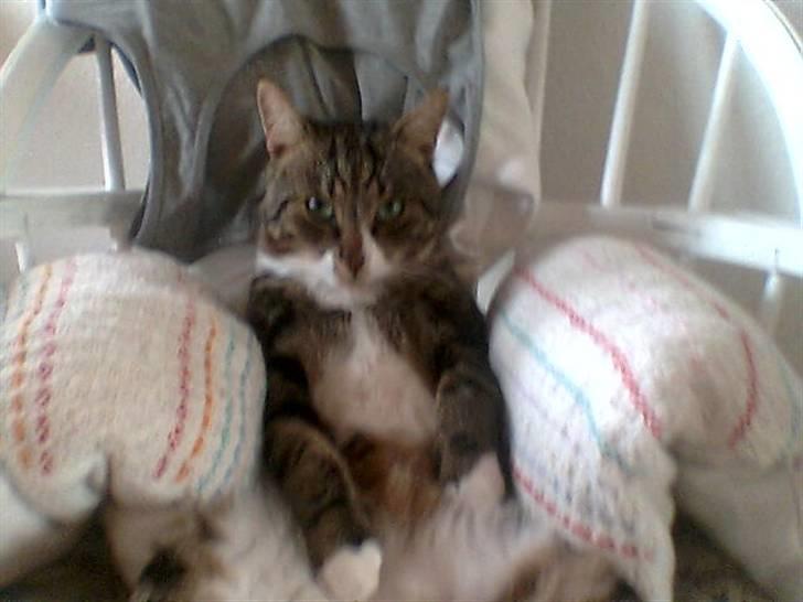 Blanding af racer Oskar (DØD) billede 3