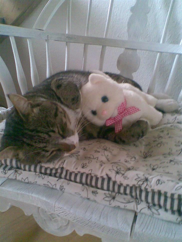 Blanding af racer Oskar (DØD) billede 4