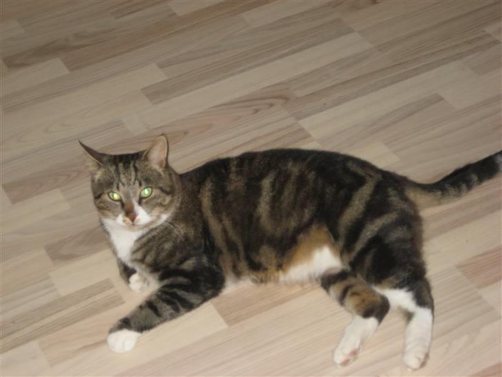 Blanding af racer Oskar (DØD) billede 5