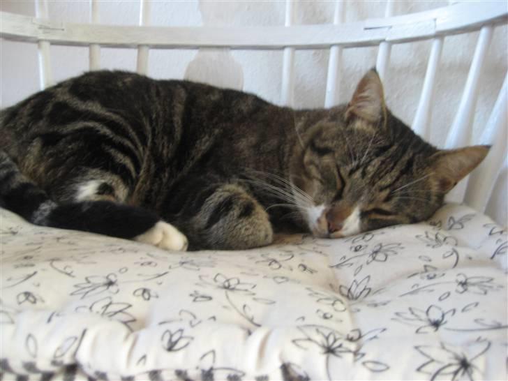 Blanding af racer Oskar (DØD) billede 6