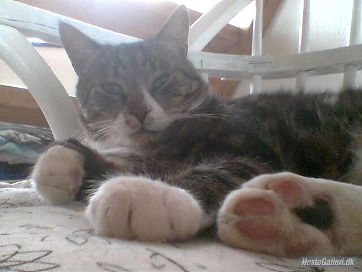 Blanding af racer Oskar (DØD) billede 7