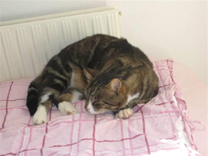 Blanding af racer Oskar (DØD) billede 8