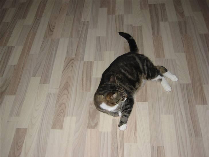 Blanding af racer Oskar (DØD) billede 9