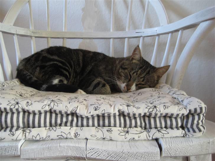 Blanding af racer Oskar (DØD) billede 10