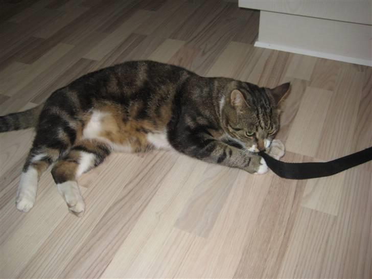 Blanding af racer Oskar (DØD) billede 11