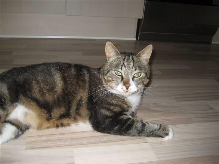 Blanding af racer Oskar (DØD) billede 12