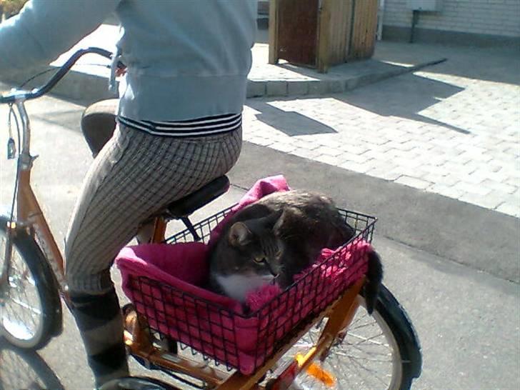 Blanding af racer Nuser - Ville lige med ud og nyde turen ;) billede 10