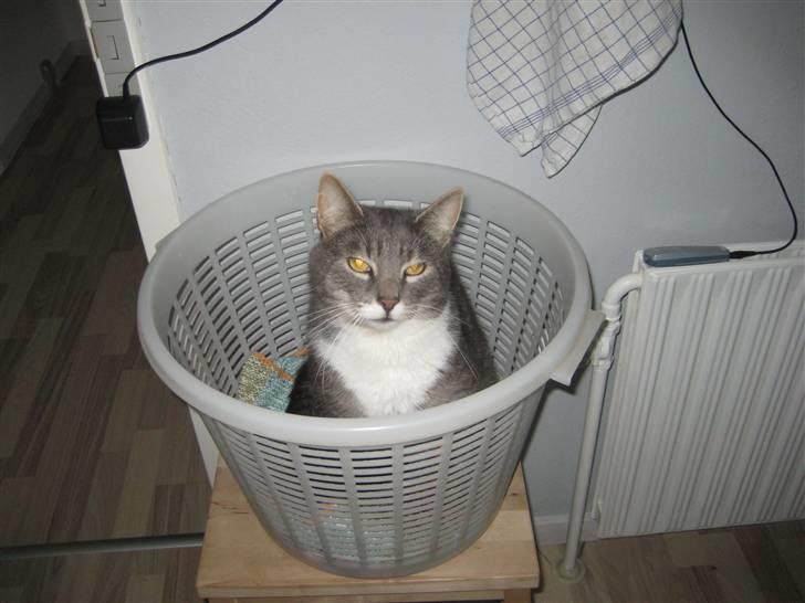 Blanding af racer Nuser billede 11