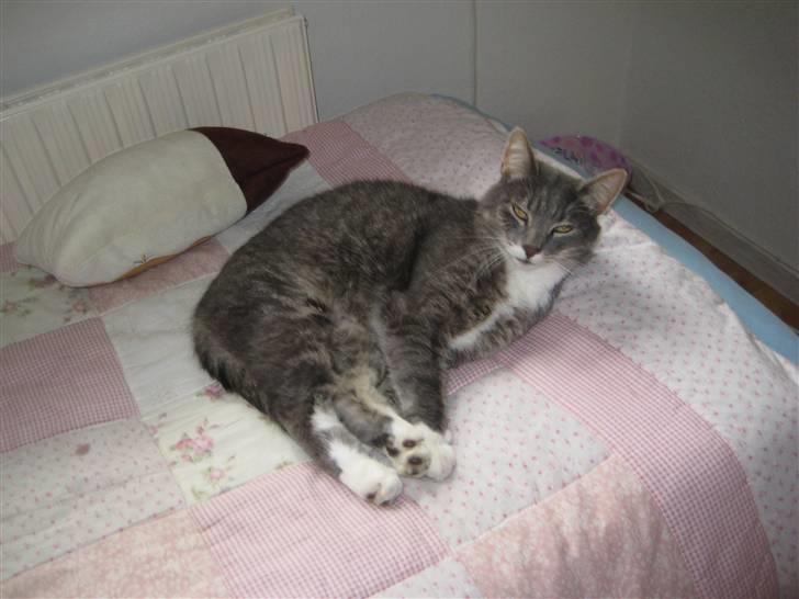 Blanding af racer Nuser billede 12