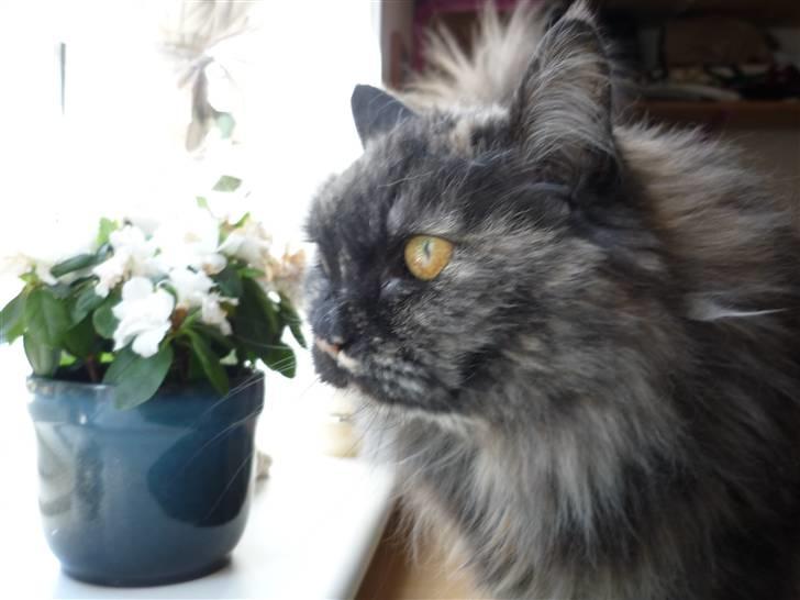 Blanding af racer | Søsser (Aflivet) | - Billed taget af: Majken Rudkjøbing. billede 4