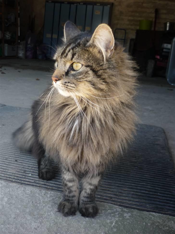 Blanding af racer | Gismo | - Billed taget af: Majken Rudkjøbing. billede 5