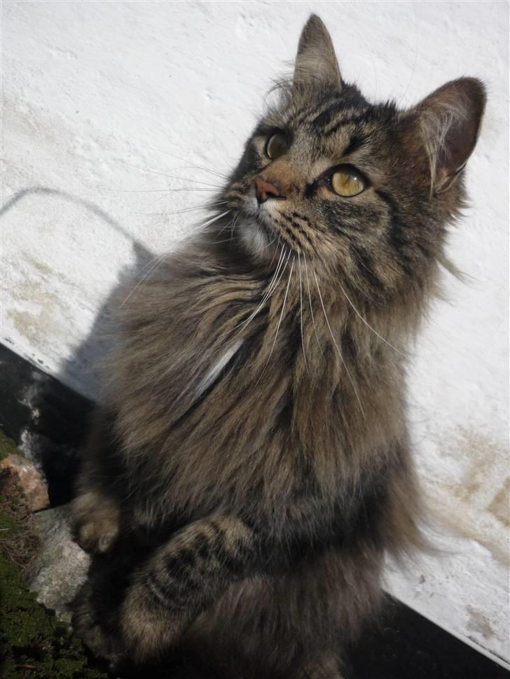 Blanding af racer | Gismo | - Billed taget af: Majken Rudkjøbing. billede 6