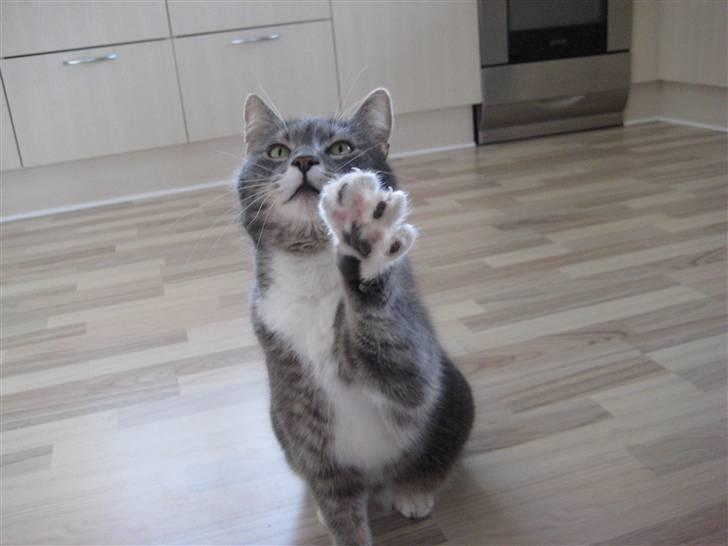 Blanding af racer Nuser billede 13