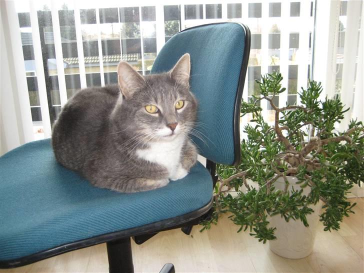 Blanding af racer Nuser billede 14